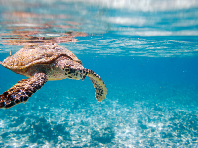 Image of Sea Turtle South Padre Island