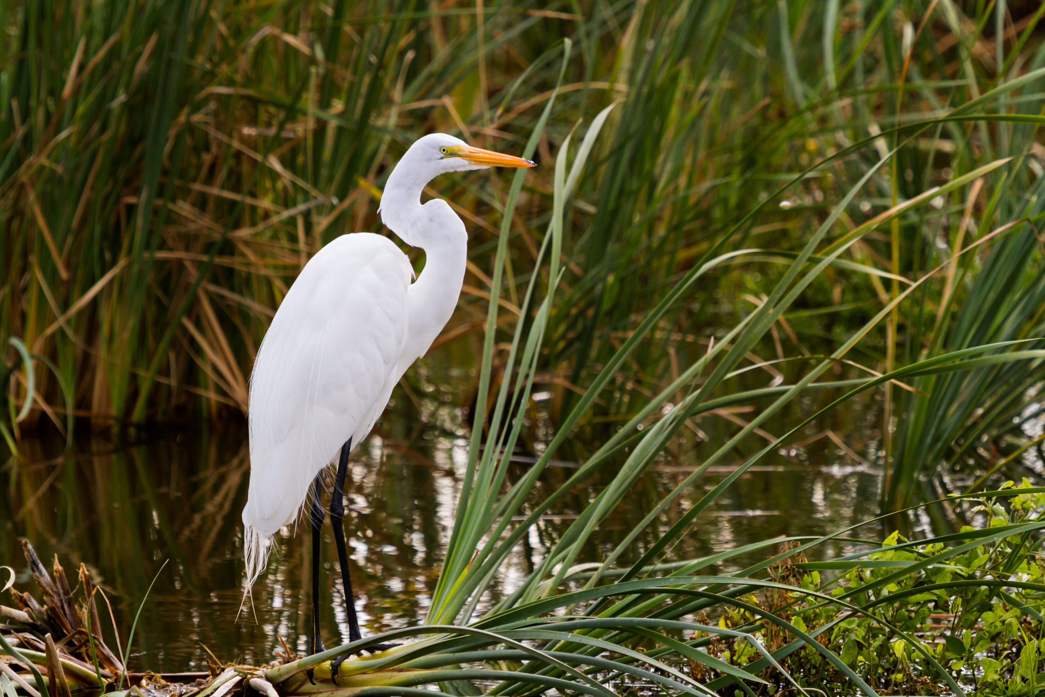 Image of snowy egret south padre island texas